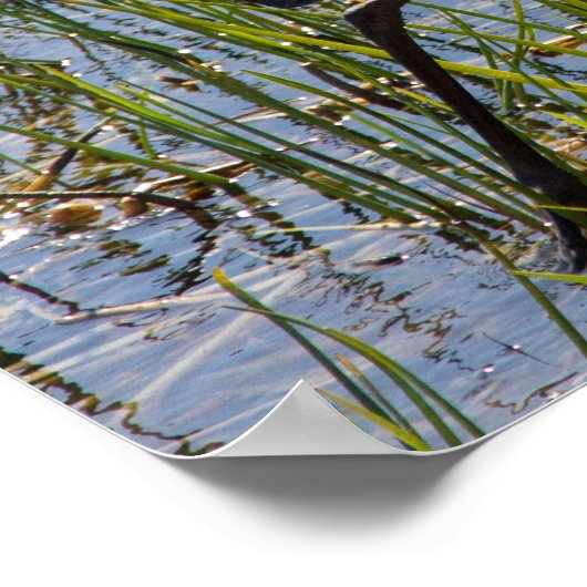 Great Blue Heron Bird Marsh Closeup Poster (Ecke)