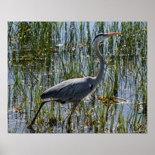 Great Blue Heron Bird Marsh Closeup Poster (Vorne)