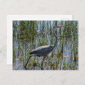 Great Blue Heron Bird Marsh Postkarte (Vorne/Hinten)