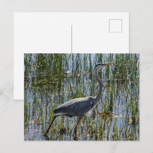 Great Blue Heron Bird Marsh Postkarte (Vorne/Hinten)