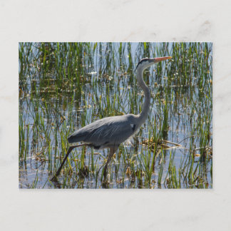 Great Blue Heron Bird Marsh Postkarte