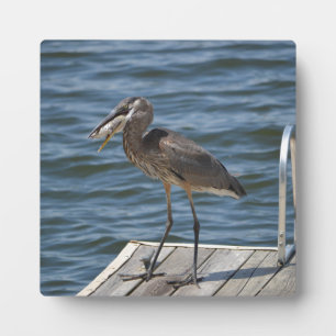 Great Blue Heron Bird Naturfotografie Natur Fotoplatte