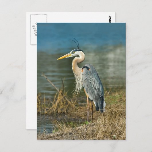 Great Blue Heron Bird Postcard Postkarte (Vorne/Hinten)