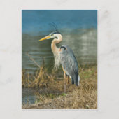 Great Blue Heron Bird Postcard Postkarte (Vorderseite)