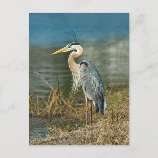 Great Blue Heron Bird Postcard Postkarte (Vorderseite)