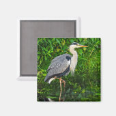 Great Blue Heron Bird Wildlife Foto Magnet (Vorderseite/Rückseite)