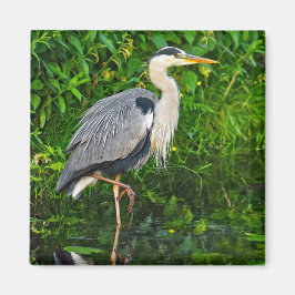 Great Blue Heron Bird Wildlife Foto Magnet