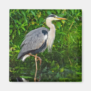 Great Blue Heron Bird Wildlife Foto Magnet