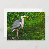 Great Blue Heron Bird Wildlife Foto Postkarte (Vorne/Hinten)