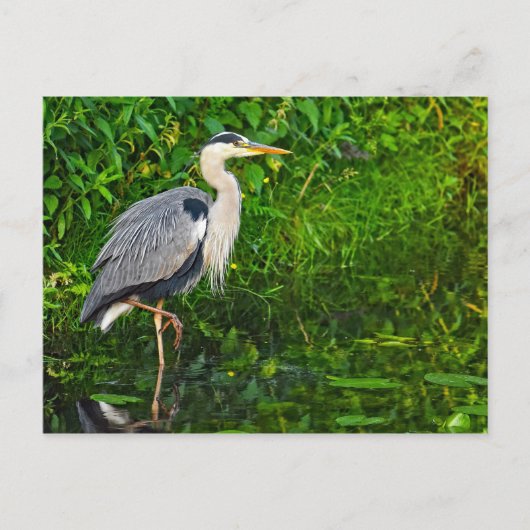 Great Blue Heron Bird Wildlife Foto Postkarte (Vorderseite)
