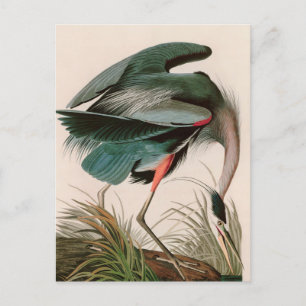 Great Blue Heron Birds of America Audubon Print Feiertagspostkarte