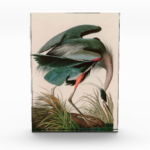 Great Blue Heron Birds of America Audubon Print Fotoblock