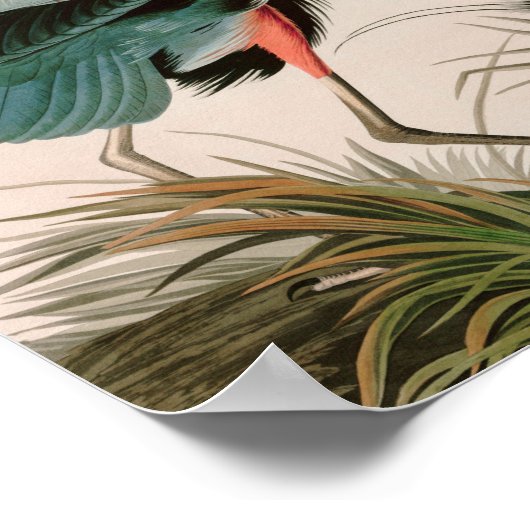 Great Blue Heron Birds of America Audubon Print Poster (Ecke)