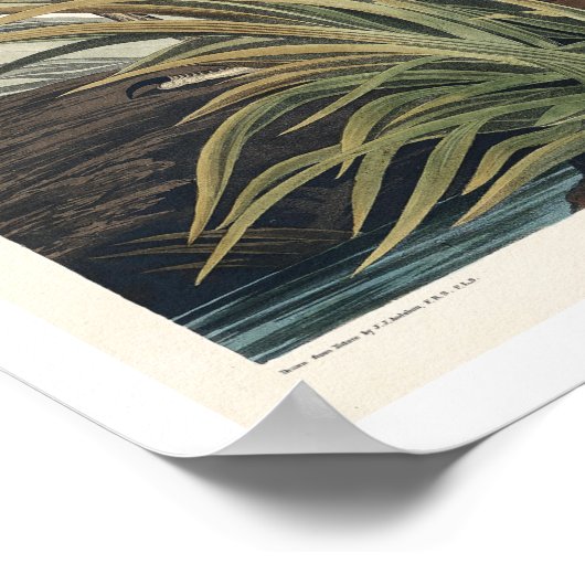 Great blue Heron by Audubon Poster (Ecke)