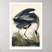 Great blue Heron by Audubon Poster (Vorne)