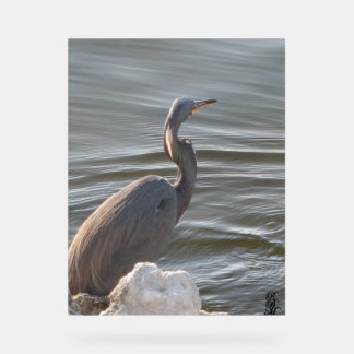 Great Blue Heron by the Water Acrylschild