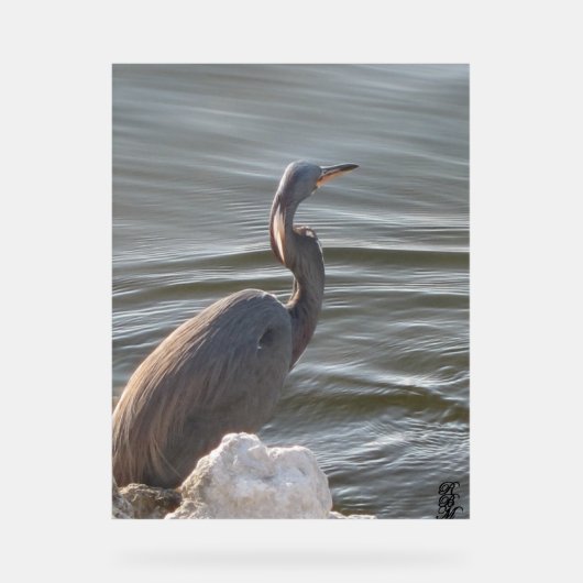 Great Blue Heron by the Water Acrylschild (Vorderseite)
