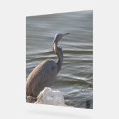 Great Blue Heron by the Water Acrylschild (Winkel)