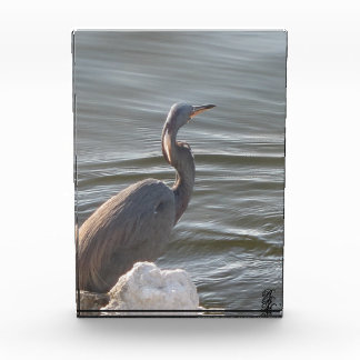 Great Blue Heron by the Water Fotoblock