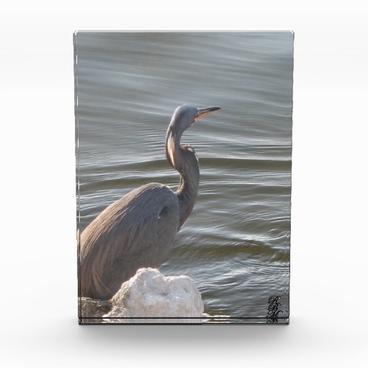 Great Blue Heron by the Water Fotoblock (Vorderseite)