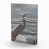 Great Blue Heron by the Water Fotoblock (Rechts)