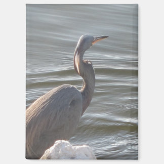 Great Blue Heron by the Water Magnet