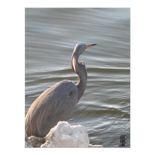 Great Blue Heron by Water Fotodruck (Vorne)