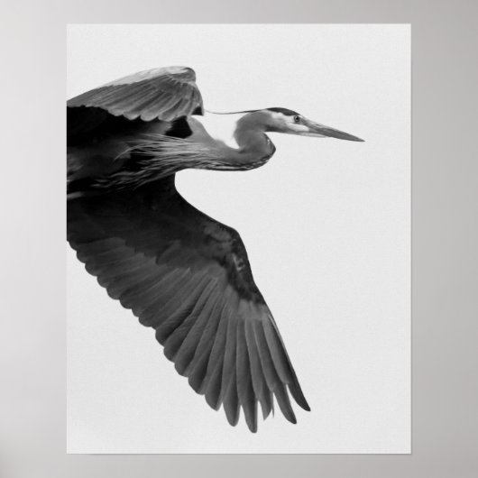 Great Blue Heron Crop Black and White Poster (Vorne)