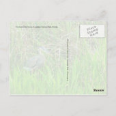 Great Blue Heron, Everglades National Park, FL Postkarte (Rückseite)