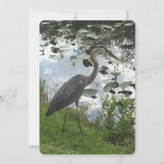Great Blue Heron Feiertagskarte (Vorderseite)
