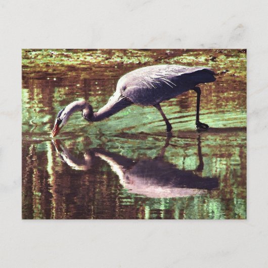 Great Blue Heron Fishing Postkarte (Vorderseite)