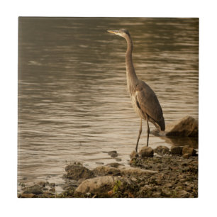 Great Blue Heron Fliese