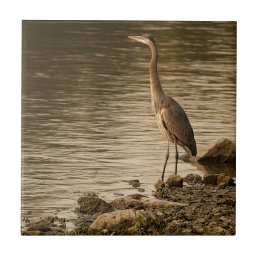 Great Blue Heron Fliese (Vorderseite)