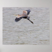 Great Blue Heron Flying Poster (Vorne)