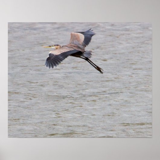 Great Blue Heron Flying Poster (Vorne)