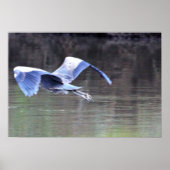 Great Blue Heron Flying Poster (Vorne)