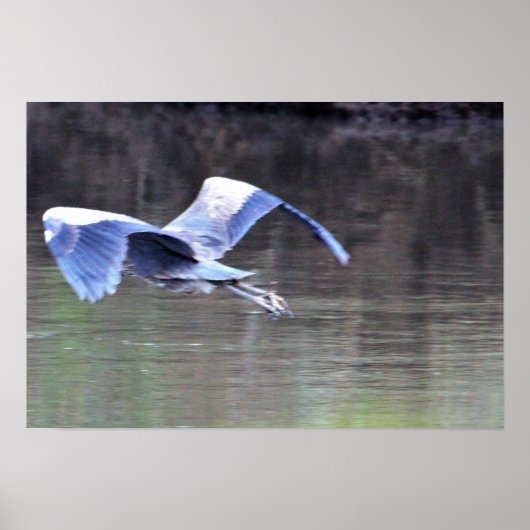 Great Blue Heron Flying Poster (Vorne)