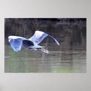 Great Blue Heron Flying Poster