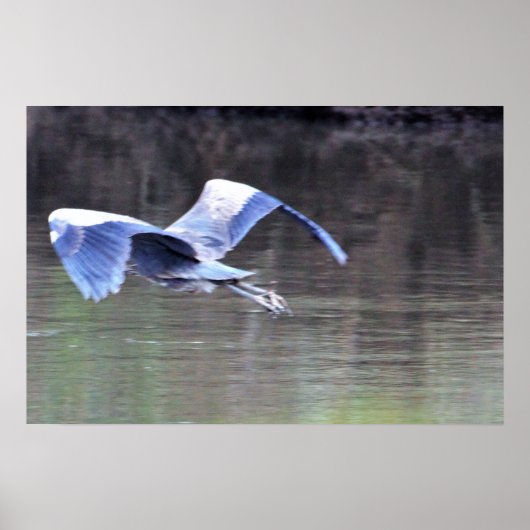 Great Blue Heron Flying Poster (Vorne)