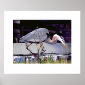 Great Blue Heron Foraging Poster (Vorne)