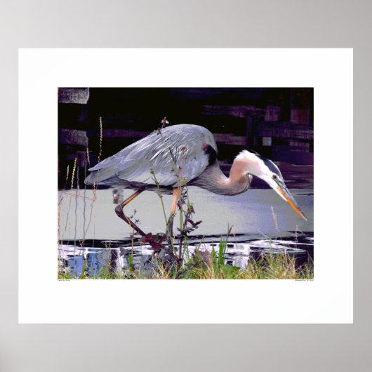 Great Blue Heron Foraging Poster (Vorne)