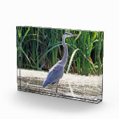 Great Blue Heron Foto Block (Rechts)