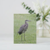 Great Blue Heron Foto Postcard Postkarte (Stehend Vorderseite)