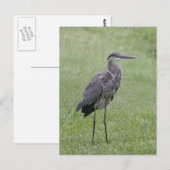 Great Blue Heron Foto Postcard Postkarte (Vorne/Hinten)