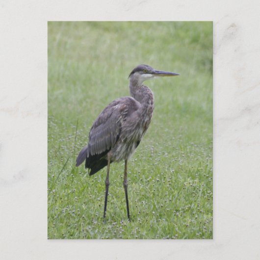 Great Blue Heron Foto Postcard Postkarte (Vorderseite)