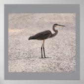 Great Blue Heron Foto Poster (Vorne)