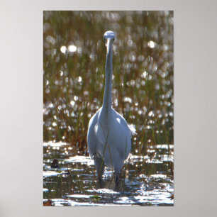 Great Blue Heron Foto Poster