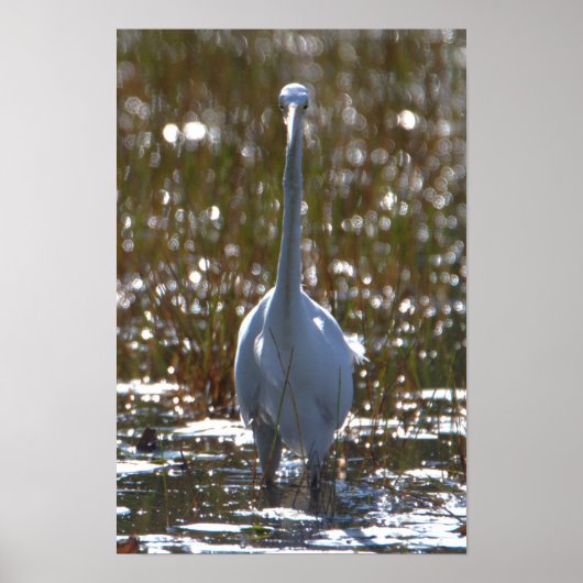 Great Blue Heron Foto Poster (Vorne)