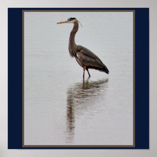 Great Blue Heron Foto Poster (Vorne)