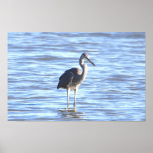 Great Blue Heron Foto Poster